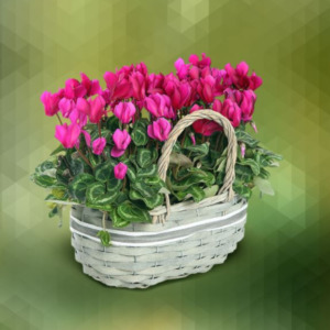 Cestino di ciclamini