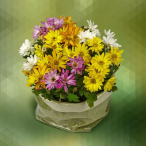 Cestino di margherite vari colori